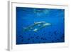 Sharks and Fish Swimming Underwater, Tahiti, French Polynesia-null-Framed Photographic Print