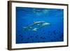 Sharks and Fish Swimming Underwater, Tahiti, French Polynesia-null-Framed Photographic Print