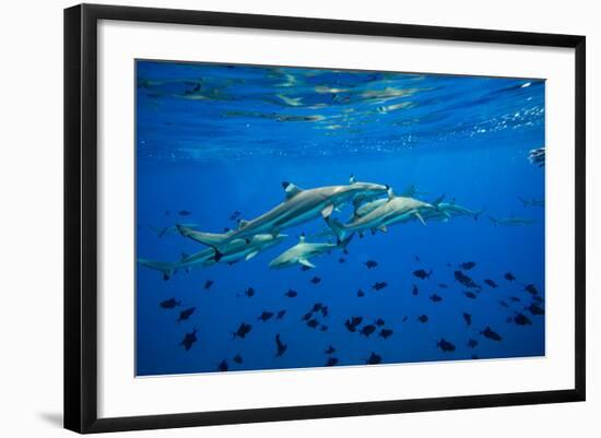 Sharks and Fish Swimming Underwater, Tahiti, French Polynesia-null-Framed Photographic Print