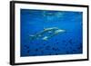 Sharks and Fish Swimming Underwater, Tahiti, French Polynesia-null-Framed Photographic Print