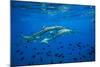 Sharks and Fish Swimming Underwater, Tahiti, French Polynesia-null-Mounted Photographic Print