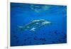 Sharks and Fish Swimming Underwater, Tahiti, French Polynesia-null-Framed Photographic Print