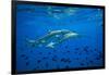 Sharks and Fish Swimming Underwater, Tahiti, French Polynesia-null-Framed Photographic Print