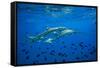 Sharks and Fish Swimming Underwater, Tahiti, French Polynesia-null-Framed Stretched Canvas