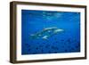 Sharks and Fish Swimming Underwater, Tahiti, French Polynesia-null-Framed Photographic Print