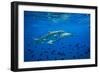 Sharks and Fish Swimming Underwater, Tahiti, French Polynesia-null-Framed Photographic Print