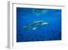 Sharks and Fish Swimming Underwater, Tahiti, French Polynesia-null-Framed Photographic Print