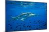 Sharks and Fish Swimming Underwater, Tahiti, French Polynesia-null-Mounted Photographic Print