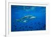 Sharks and Fish Swimming Underwater, Tahiti, French Polynesia-null-Framed Photographic Print