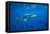 Sharks and Fish Swimming Underwater, Tahiti, French Polynesia-null-Framed Stretched Canvas