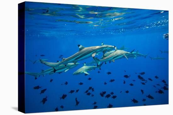 Sharks and Fish Swimming Underwater, Tahiti, French Polynesia-null-Stretched Canvas