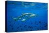 Sharks and Fish Swimming Underwater, Tahiti, French Polynesia-null-Stretched Canvas