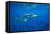 Sharks and Fish Swimming Underwater, Tahiti, French Polynesia-null-Framed Stretched Canvas