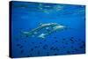 Sharks and Fish Swimming Underwater, Tahiti, French Polynesia-null-Stretched Canvas