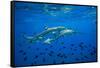 Sharks and Fish Swimming Underwater, Tahiti, French Polynesia-null-Framed Stretched Canvas