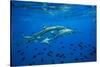 Sharks and Fish Swimming Underwater, Tahiti, French Polynesia-null-Stretched Canvas