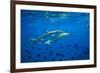 Sharks and Fish Swimming Underwater, Tahiti, French Polynesia-null-Framed Photographic Print