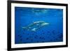 Sharks and Fish Swimming Underwater, Tahiti, French Polynesia-null-Framed Photographic Print