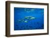 Sharks and Fish Swimming Underwater, Tahiti, French Polynesia-null-Framed Photographic Print