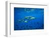 Sharks and Fish Swimming Underwater, Tahiti, French Polynesia-null-Framed Photographic Print