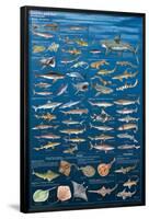 Sharks And Kin-null-Framed Poster