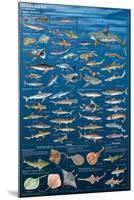 Sharks And Kin-null-Mounted Poster