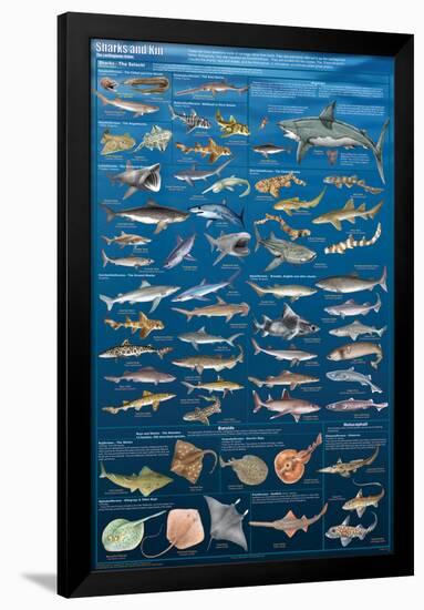 Sharks And Kin-null-Framed Poster