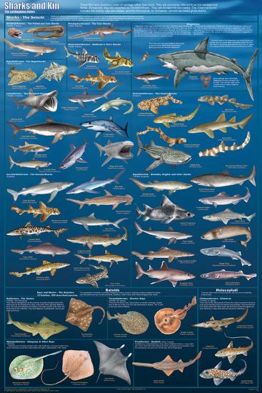 Sharks And Kin-null-Lamina Framed Poster