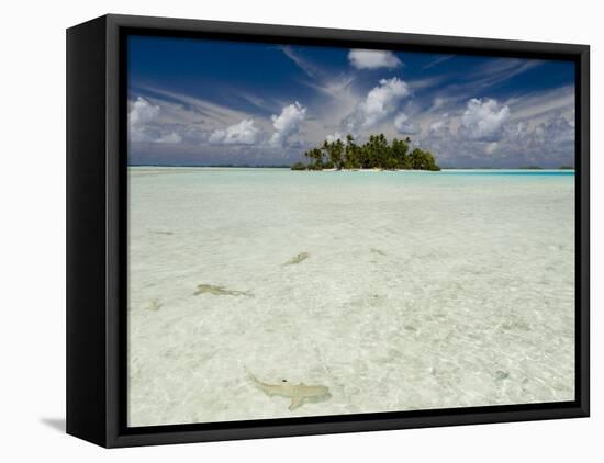 Sharks, Blue Lagoon, Rangiroa, Tuamotu Archipelago, French Polynesia Islands-Sergio Pitamitz-Framed Stretched Canvas