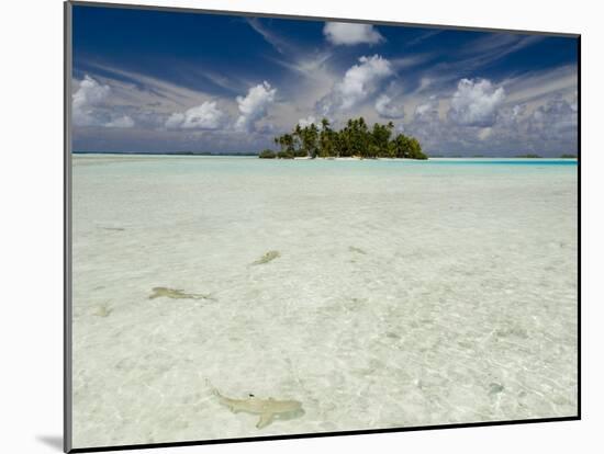 Sharks, Blue Lagoon, Rangiroa, Tuamotu Archipelago, French Polynesia Islands-Sergio Pitamitz-Mounted Photographic Print