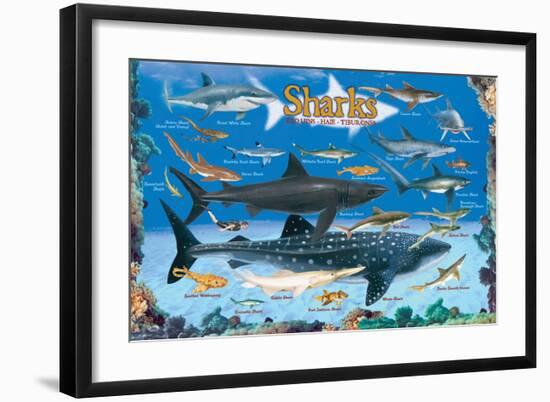 Sharks for Kids-null-Framed Premium Giclee Print