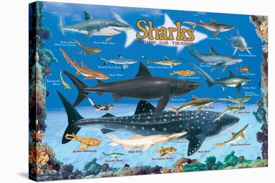 Sharks for Kids-null-Stretched Canvas
