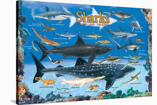 Sharks for Kids-null-Stretched Canvas