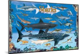 Sharks for Kids-null-Mounted Art Print
