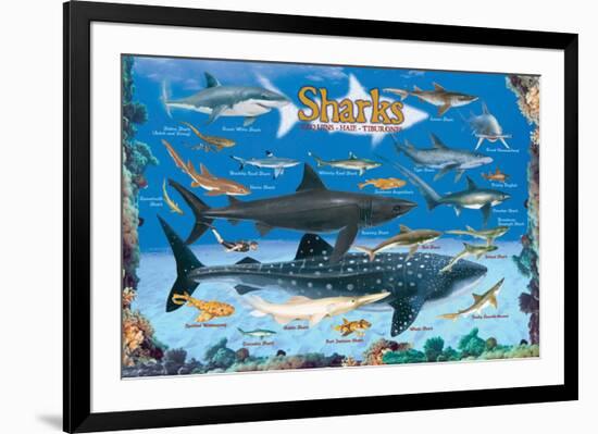 Sharks for Kids-null-Framed Art Print