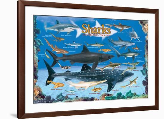 Sharks for Kids-null-Framed Art Print