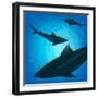 Sharks under Water. Fish in Ocean, Animal Nature Life, Swimming Wildlife, Vector Illustration-Zhukov-Framed Art Print