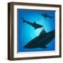 Sharks under Water. Fish in Ocean, Animal Nature Life, Swimming Wildlife, Vector Illustration-Zhukov-Framed Art Print