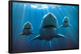 Sharks-null-Framed Poster