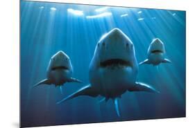 Sharks-null-Mounted Poster