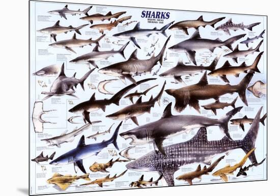 Sharks-null-Mounted Poster