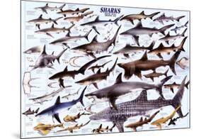 Sharks-null-Mounted Poster