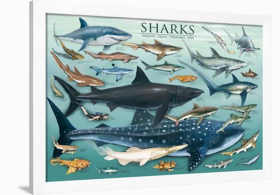 Sharks-null-Framed Poster