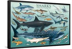 Sharks-null-Framed Poster