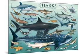 Sharks-null-Mounted Poster