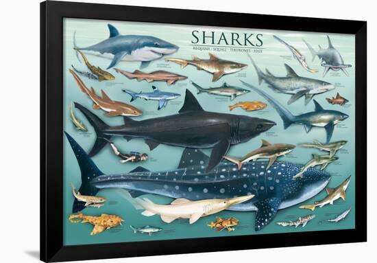 Sharks-null-Framed Poster