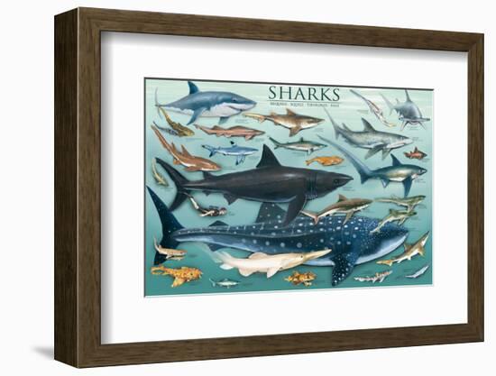 Sharks-null-Framed Premium Giclee Print