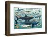 Sharks-null-Framed Premium Giclee Print