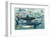 Sharks-null-Framed Premium Giclee Print