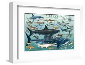 Sharks-null-Framed Premium Giclee Print